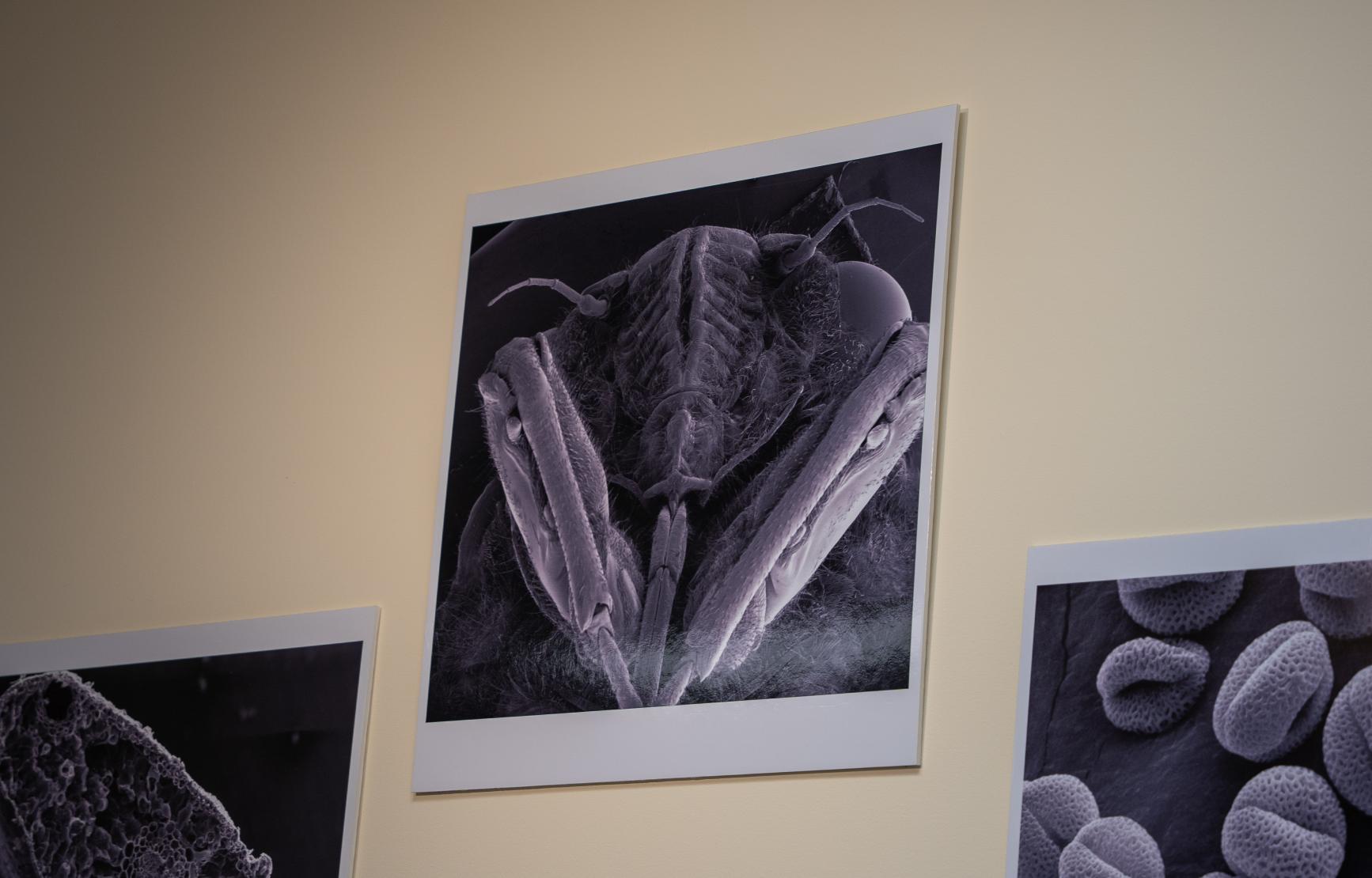 Printed images of microscoping photos.