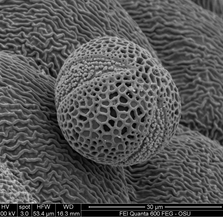 Hellebore Pollen prepared with our new Critical Point Dryer Image taken by Rebecca Jackson